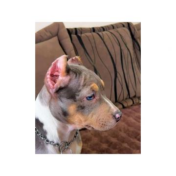 Pitbull Bluenose Blue merle štenci