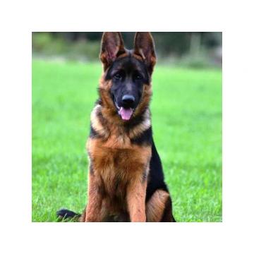 Nemački ovčar, ženka