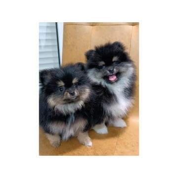 Patuljasti špic štenci