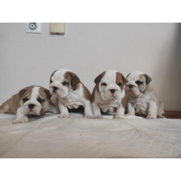 Engleski buldog  