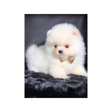 Pomeranac krem, beli 