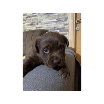 Labrador retriver štenci