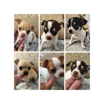 ČIVAVA, umiljati štenci  