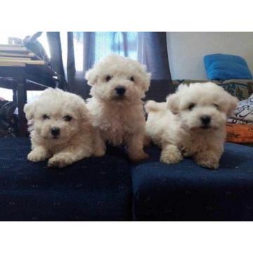 Štenci kovrdžavog bišona