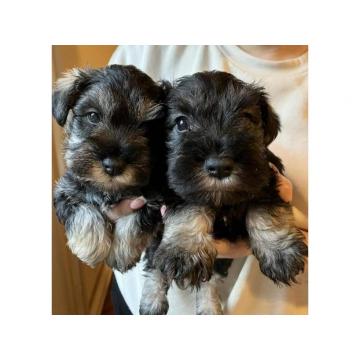 Patuljasti šnauceri - biber so  