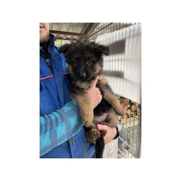 Štenci nemačkog ovčara  