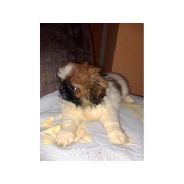 Pekinezer, muški štenci