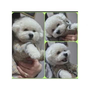 Kovrdžavi bišon, slobodan za parenje