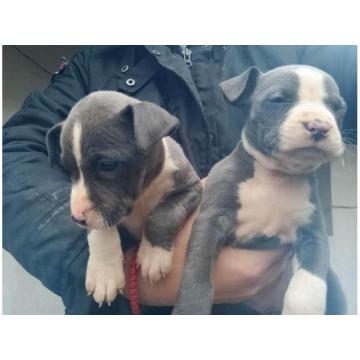 Američki Stafordski Terijer štenci