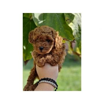 Medenjaci Toy pudlice