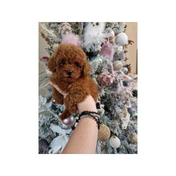 Preslatke bebice pudle