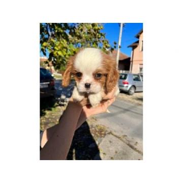 Štenci Cavalier king Charles spaniel 