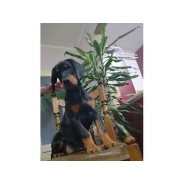 Doberman štenci