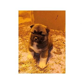 Američka Akita štenci