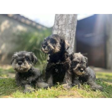 Patuljasti Šnaucer Miniature Schnauzer 