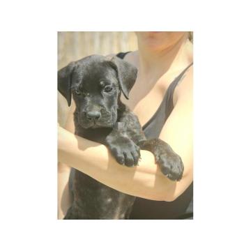 Cane Corso štenci