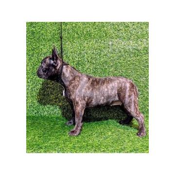 FRANCUSKI BULDOG - žensko štene 