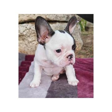Merle francuski buldog štenci 