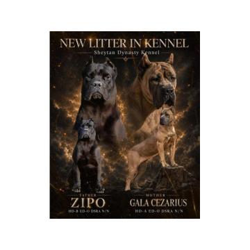 Cane Corso prelepi štenci