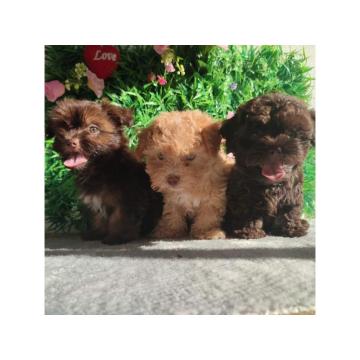 Bolonka Zwetna Puppies
