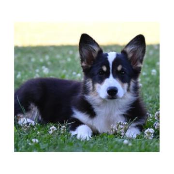 Velski korgi/Welsh Corgi Pembroke