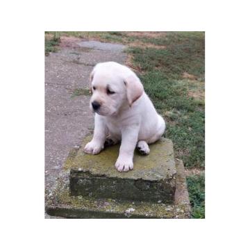 LABRADOR RETRIVER 