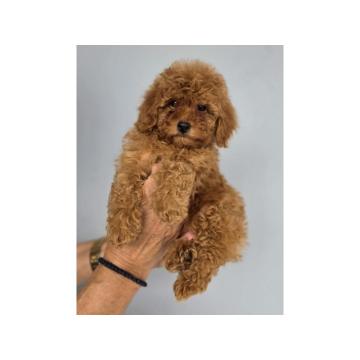 Nove bebice toy I mini pudle 