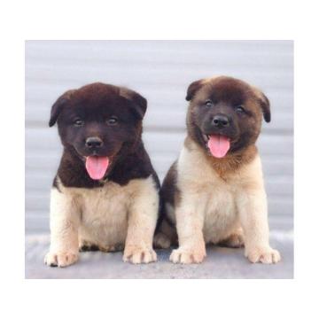Američka Akita štenci