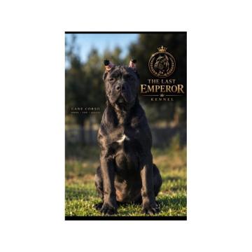 Cane Corso žensko štene