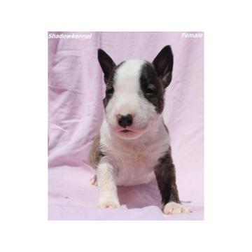 Mini Bull Terijer prelepi štenci