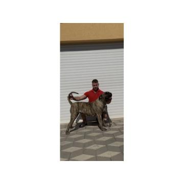 Presa Canario ženka