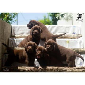 Čokoladni Labrador Retriver štenci  