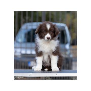 Border Collie štenci