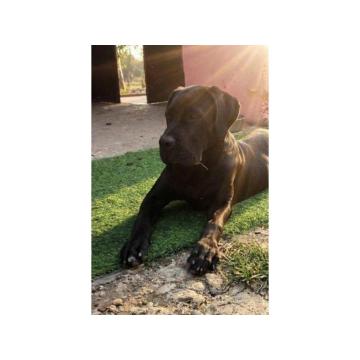 Cane Corso mlad pas