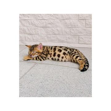 MMaestro_bengal macici