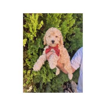 Labradoodle F1b preslatki štenci 